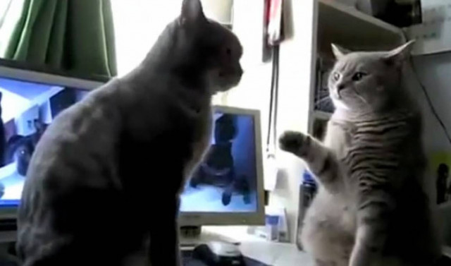 Γάτες… «κολλάνε πέντε»