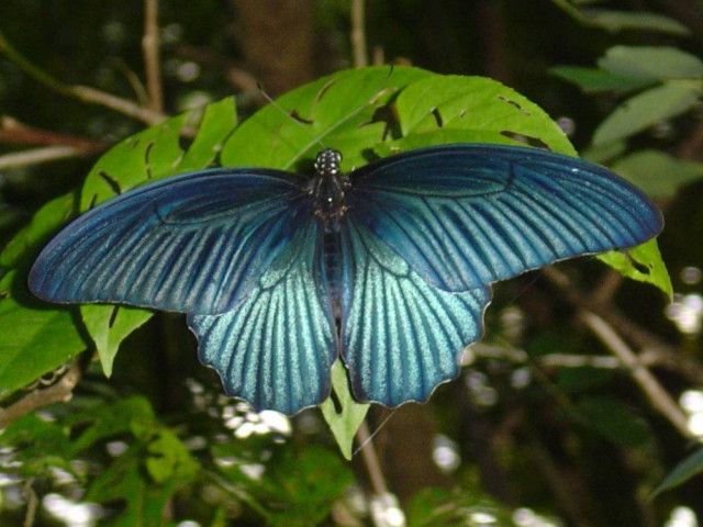 Υπό εξαφάνιση οι πεταλούδες