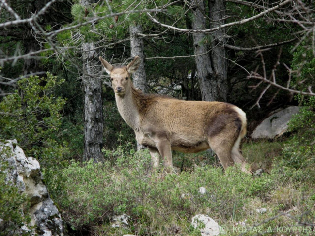 Παράνομο εμπόριο ελαφιών στην Πάρνηθα