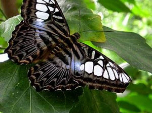 Σε κίνδυνο οι πεταλούδες στην Ευρώπη