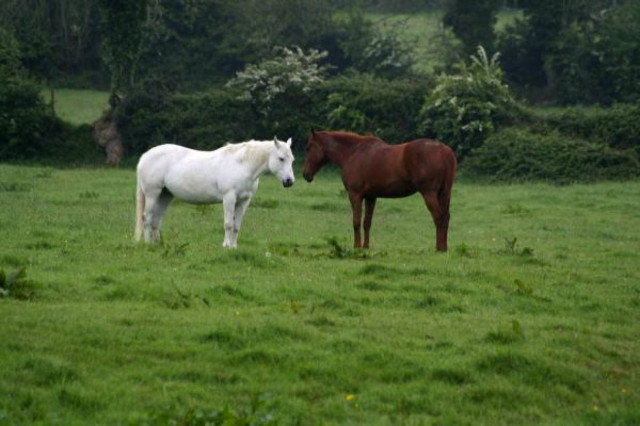 Τα άλογα θύματα της οικονομικής κρίσης