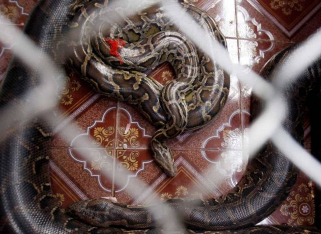 Φιδίσιος γάμος!