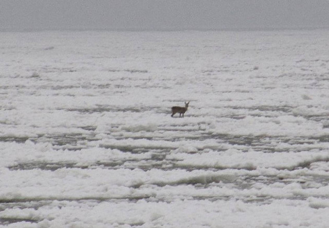 Πυροσβέστες έσωσαν ένα ελάφι στους παγετώνες