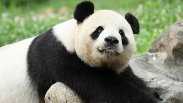 Κίνα: Tα Πάντα ευημερούν σε δάση που δεν έχουν υλοτομηθεί