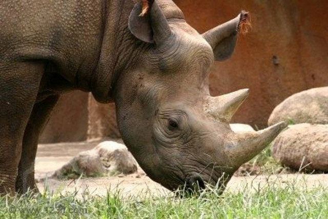 Ρινόκεροι σε κίνδυνο