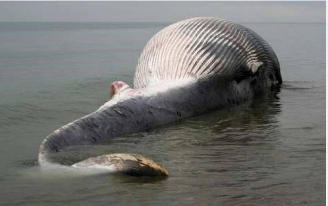 Φάλαινα 25μετρη "ξεβράστηκε" σε παραλία