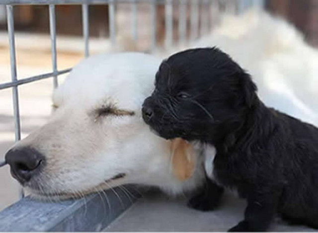 Νέο καταφύγιο ζώων στην Αλεξανδρούπολη