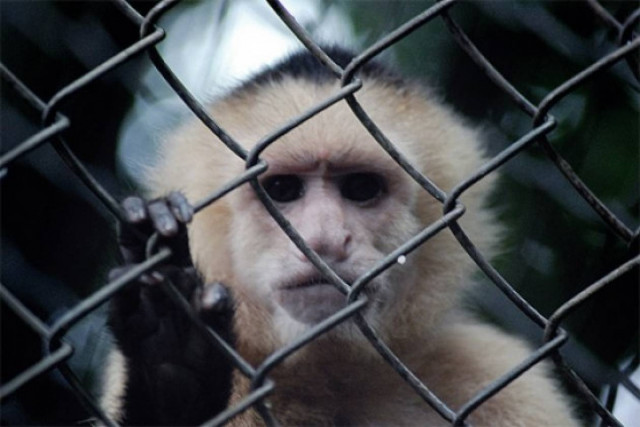 Πέθαναν από το κρύο 35 ζώα στο Μεξικό