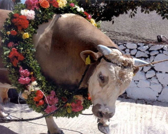 Αναβίωσε στην Αυστραλία το «Πανηγύρι του Ταύρου»