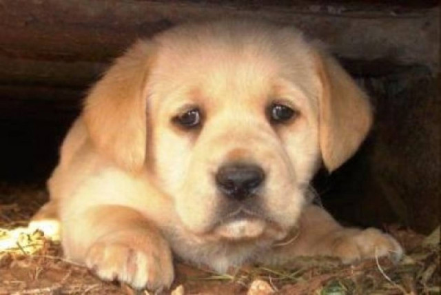 Άγνωστος πυροβολεί αδέσποτα στην Πάτρα!