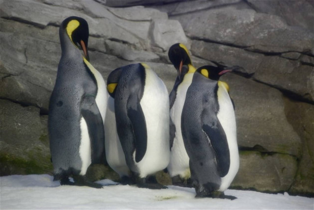 Πιγκουίνοι στη Βουλγαρία