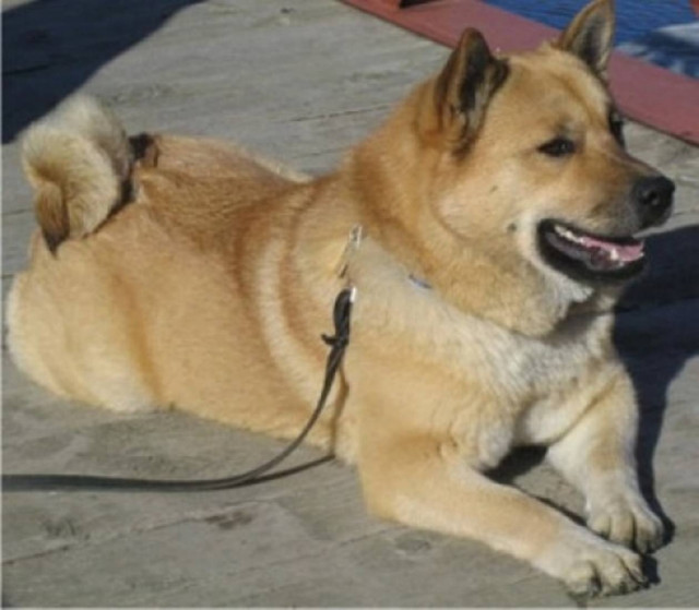 Έκοψε μέλη του σκύλου του και πανηγύριζε μέσω Facebook!