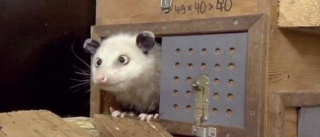 Βρήκε τους νικητές των Όσκαρ η αλλήθωρη Χάιντι;