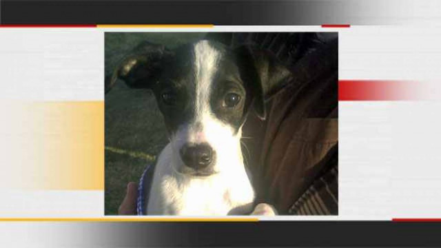 Σκύλος ζωντάνεψε μετά από ευθανασία!