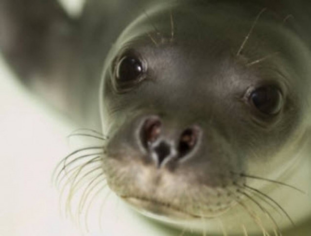 Η Monachus monachus δεν είναι μονάχη