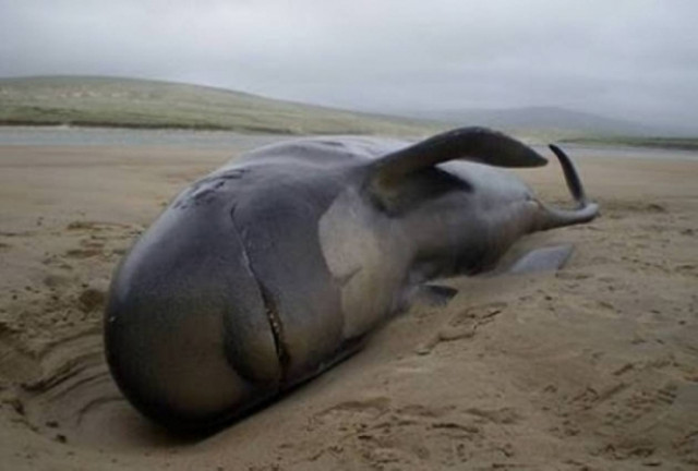 Το ΝΑΤΟ σκοτώνει τις φάλαινες…