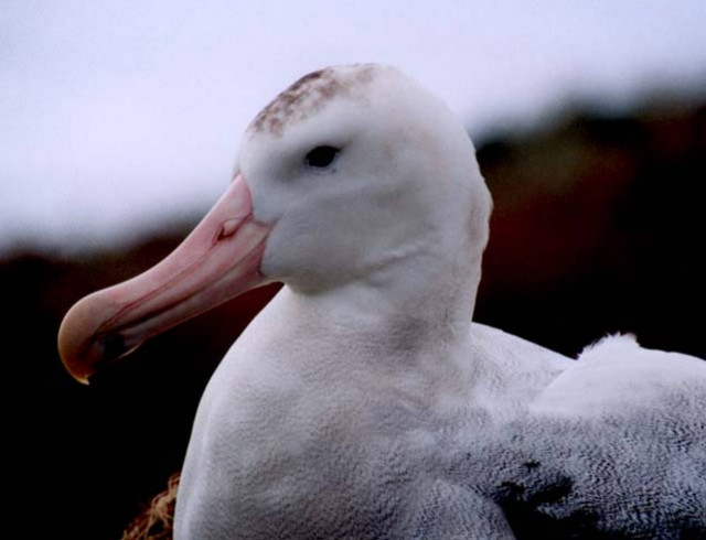 Χιλιάδες νεκρά άλμπατρος από το τσουνάμι στην Ιαπωνία
