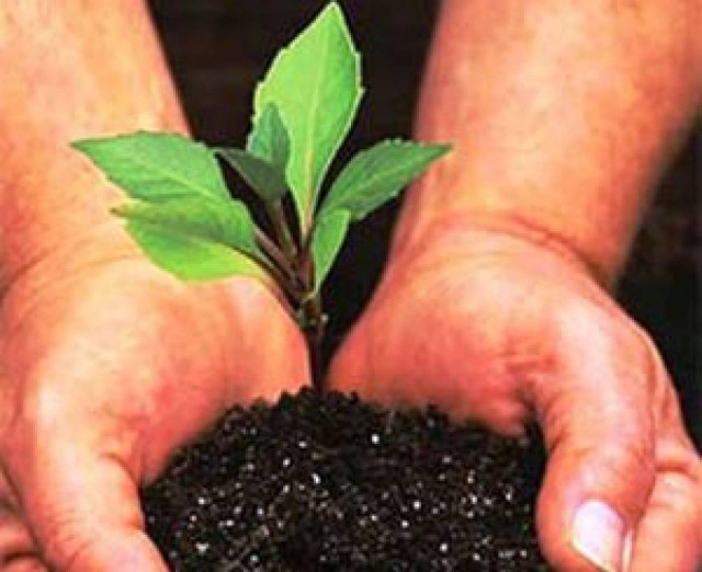 Δενδροφύτευση στην Κρήτη