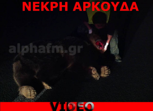 Νεκρή αρκούδα στην Καστοριά