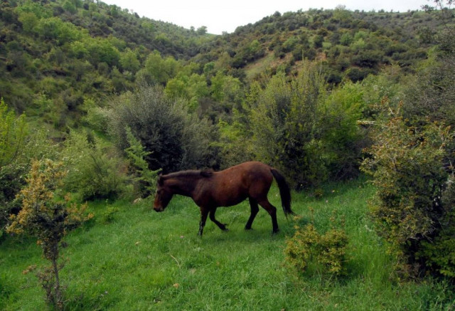Σκοτώνουν άγρια άλογα στη Ξάνθη!