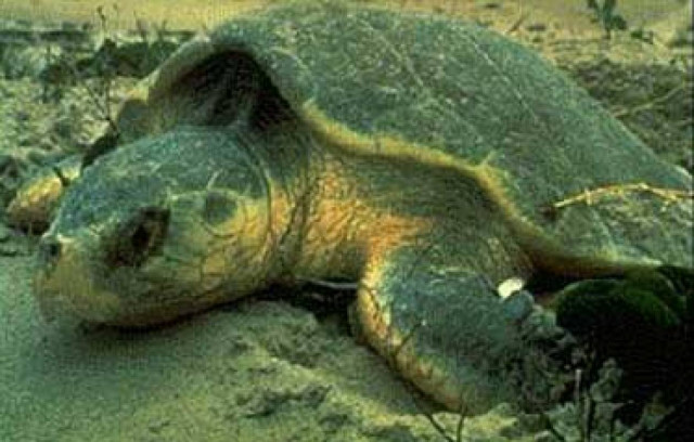 Νεκρές χελώνες ξέβρασε η θάλασσα