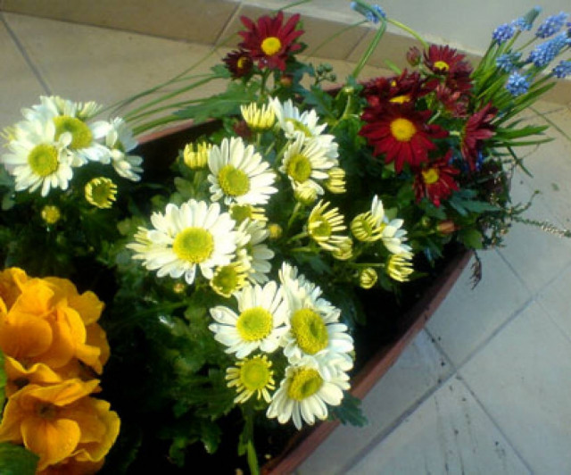 Παρτέρι; Πάρτε τα μέτρα σας