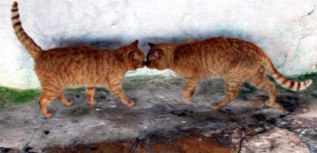 Στη φυλακή όσοι κακοποιούν ζώα