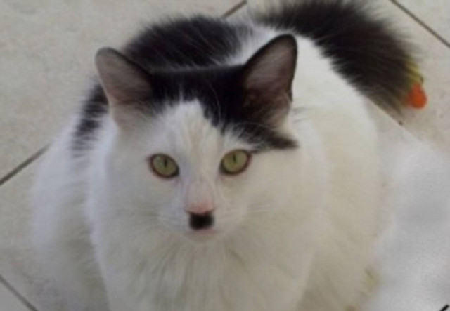 Οι γάτες του Χίτλερ…