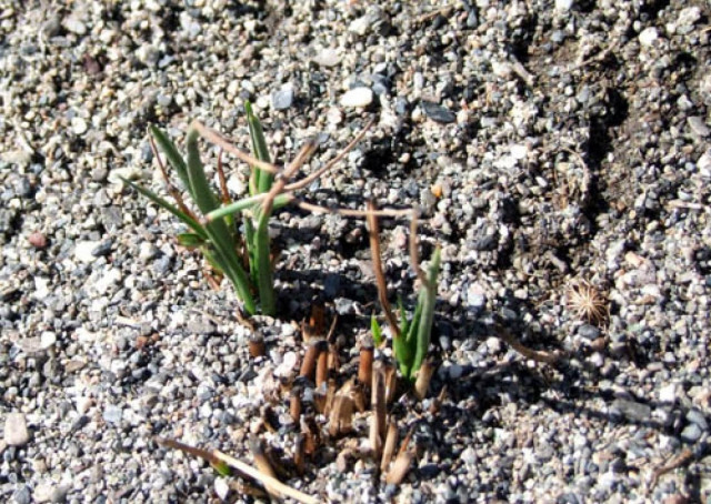 Η αναβλάστηση  του Πρέβελη