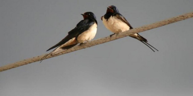 Ένα χελιδόνι … τη φέρνει την άνοιξη!