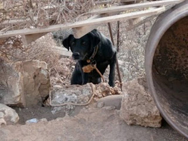 Εγκληματική συμπεριφορά κτηνοτρόφων σε βάρος σκύλων
