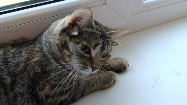 Η γάτα με τα πέντε αυτιά