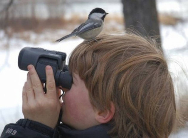 Bird Watching αλά ελληνικά