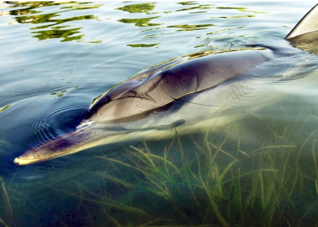 Νεκρό δελφίνι στη Λευκάδα
