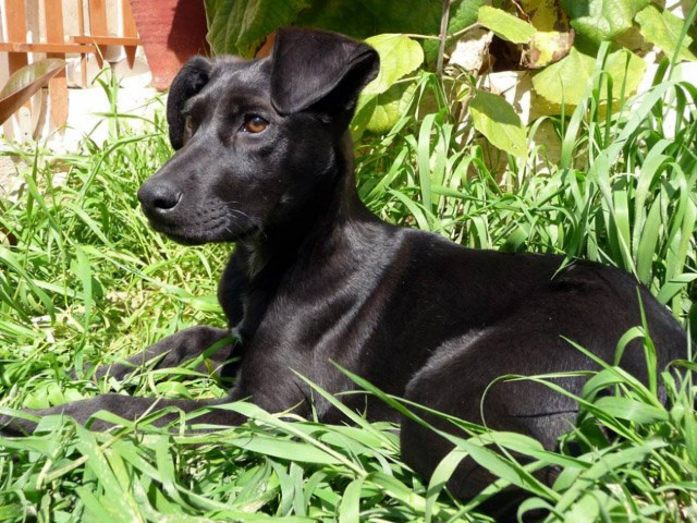 Ο Μόγλης ψάχνει σπίτι!.