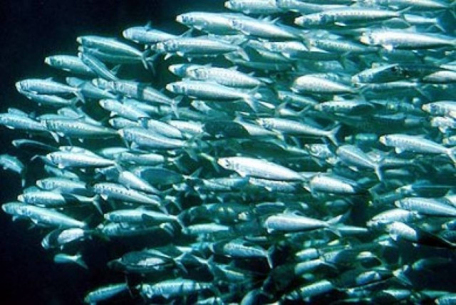 Toξική σαρδέλα σκότωσε 14 ανθρώπους