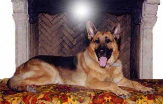 Ζώα μεγιστάνες!