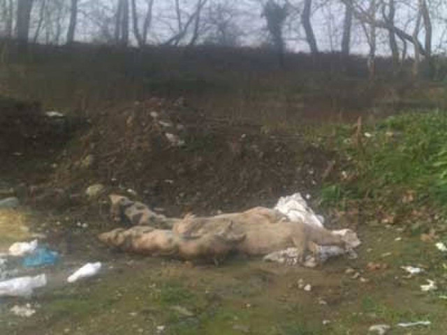 Τι κρύβουν τα θαμμένα γουρούνια στην Ελάτεια;