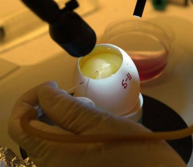 Βολβοί ματιών από βλαστοκύτταρα