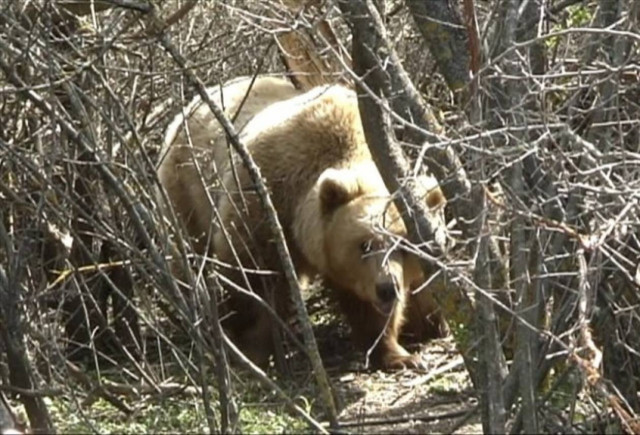 Απομάκρυναν αρκούδα και τα μικρά της από οικισμό της Κοζάνης