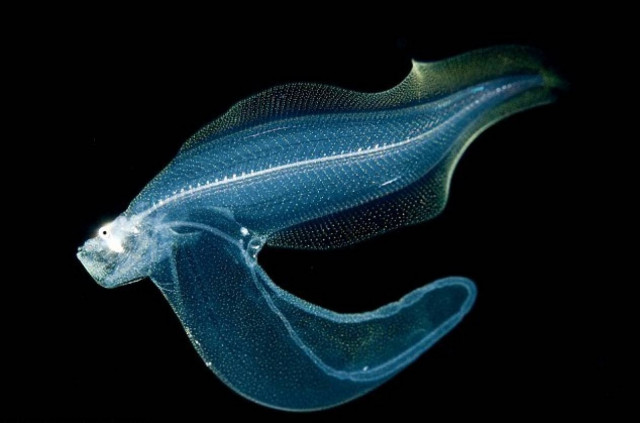 Πολύχρωμα ψάρια στις ακτές της Χαβάης…