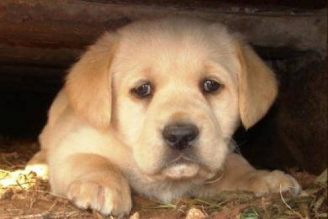 Θύμα της οικονομικής κρίσης και τα κατοικίδια ζώα