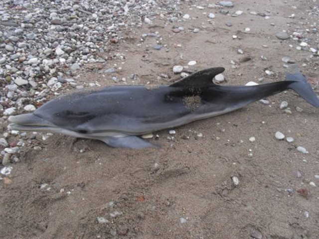 Δελφίνι στη στεριά του Ρεθύμνου