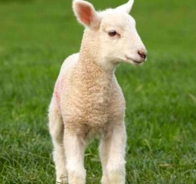 Ούτε γραμμάριο απ’ το αρνί δεν πάει χαμένο!