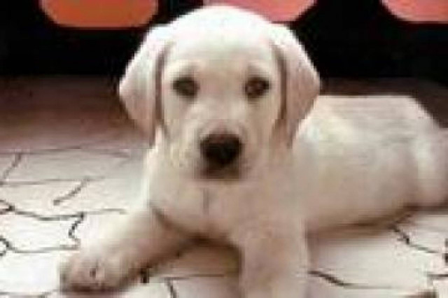 Πυροβόλησε με καραμπίνα και εξαφανίστηκε…