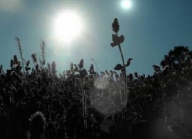 Μαύρα φυτά… από άλλο πλανήτη