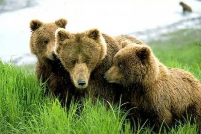 Πρόγραμμα παρακολούθησης αρκούδων