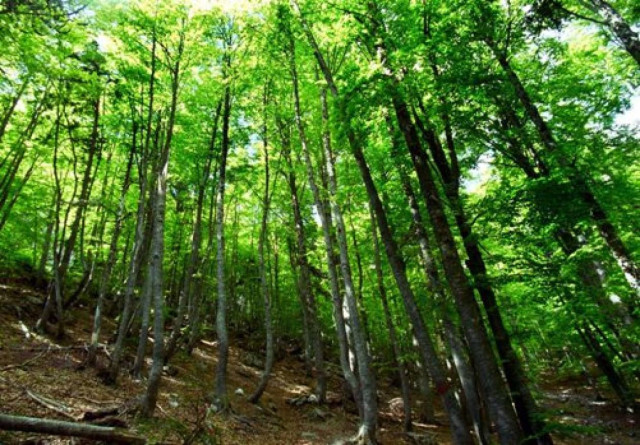 Όποιος καταστρέφει δάσος θα το πληρώνει