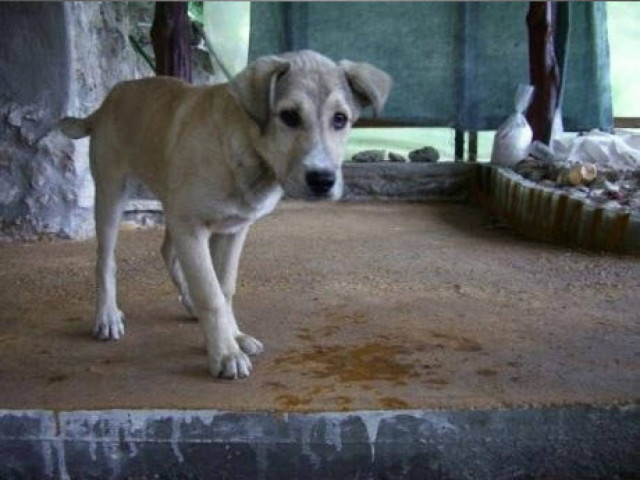 Στη Λευκάδα δήμος και φιλόζωοι συνεργάζονται για το καλό των ζώων‏