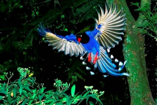 Εξωτικά πουλιά της Ταϊβάν... στην 'Εδεσσα